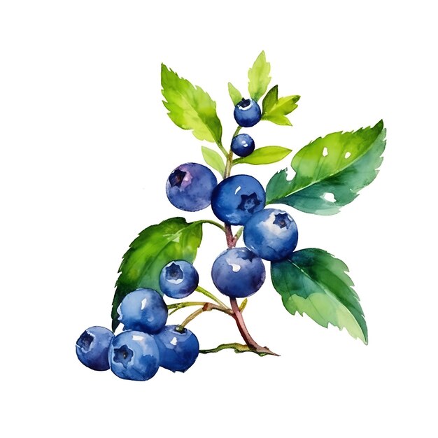 Photo l'aquarelle des bleuets illustration artistique des fruits d'été