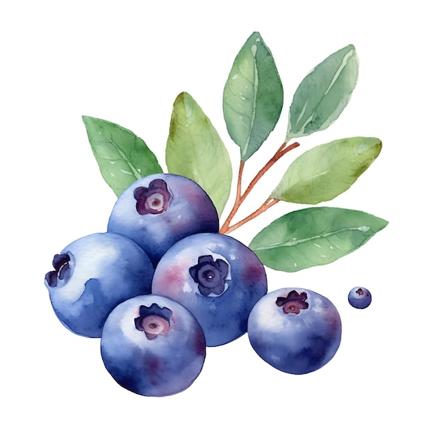 L'aquarelle des bleuets Illustration artistique des fruits d'été