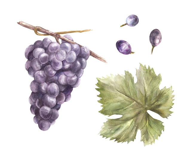 Aquarelle bouquet de raisins feuilles de raisin et baies de raisin ensemble de vigne illustration peinte à la main