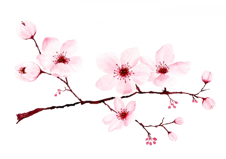 Photo aquarelle branches de fleurs de cerisier peintes à la main.