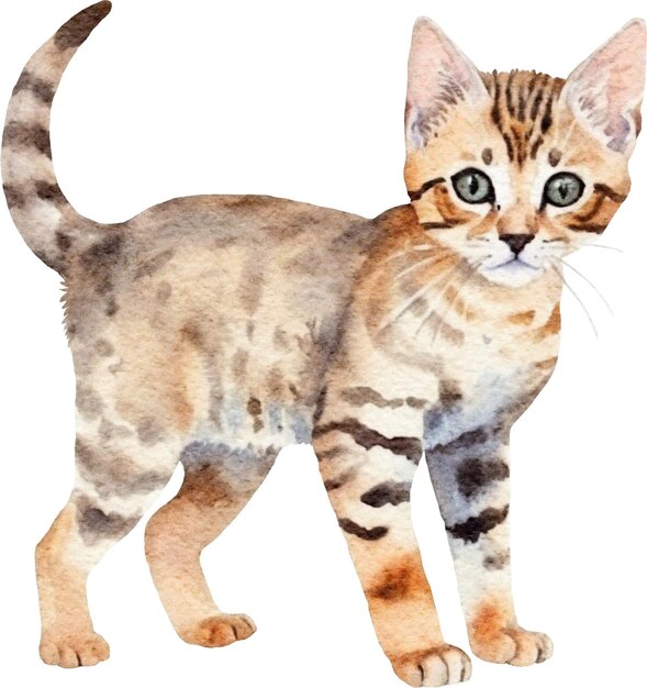 Aquarelle de chat bengal isolé sur blanc