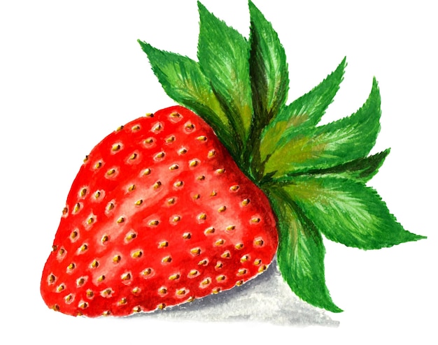 Aquarelle dessin fraise mûre rouge