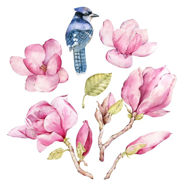 Aquarelle dessinée à la main fleurs de magnolia roses fleurs et feuilles roses clipart avec un oiseau jaillot bleu