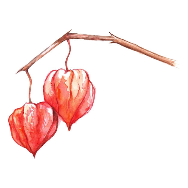 Aquarelle dessinés à la main physalis hiver cerise cape groseille fruit berry isolé