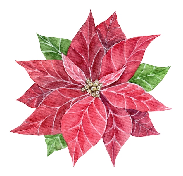 Aquarelle étoile de Noël fleur fleurs de poinsettia rouge illustration dessinée à la main