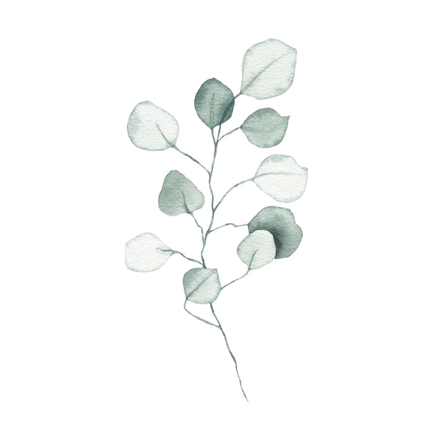 Aquarelle eucalyptus poussiéreux feuille verte plante herbe flore printanière