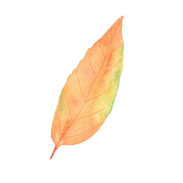 Aquarelle feuille d'automne Illustration botanique de l'automne Objet isolé sur un fond blanc