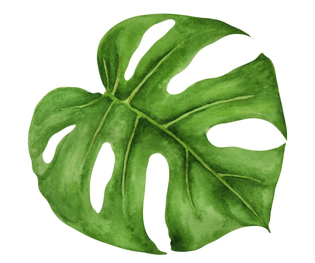 Aquarelle de feuille de monstera verte illustration dessinée à la main d'une plante tropicale pour les guides de voyage cosmétiques