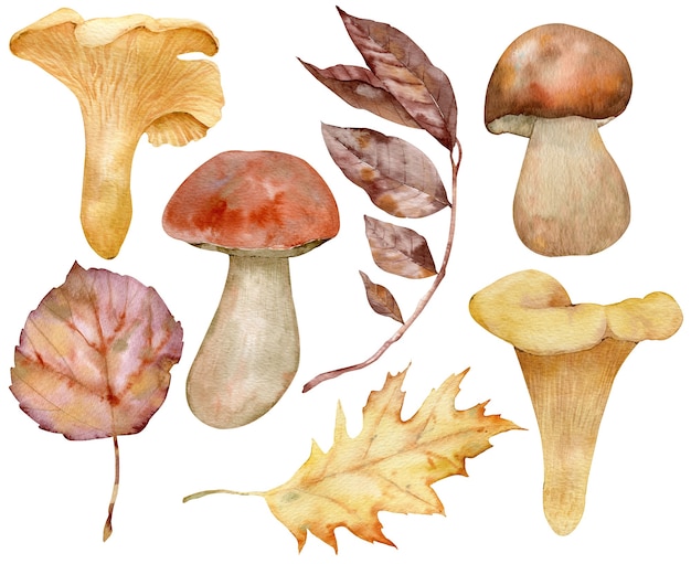 Photo aquarelle feuilles d'automne et champignons. plantes forestières botaniques ou feuillage d'arbre de septembre octobre. ensemble d'automne dessiné à la main