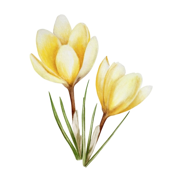 Aquarelle fleurs de crocus à fleurs jaunes isolées sur fond blanc Printemps et Pâques