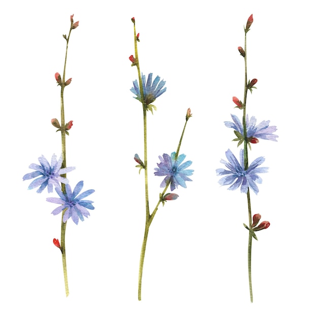 Aquarelle fleurs sauvages Trois fleurs de chicorée avec des bourgeons bleus sur fond blanc