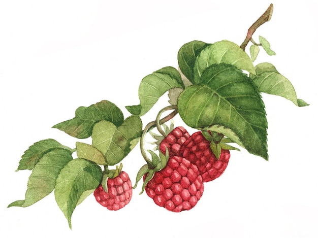 Aquarelle de framboises