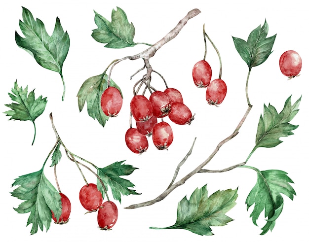 Photo aquarelle de fruits rouges et de feuilles vertes sur les branches