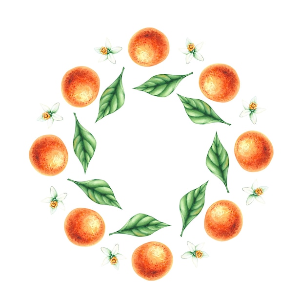 Aquarelle mandarine ronde couronne dessinée à la main