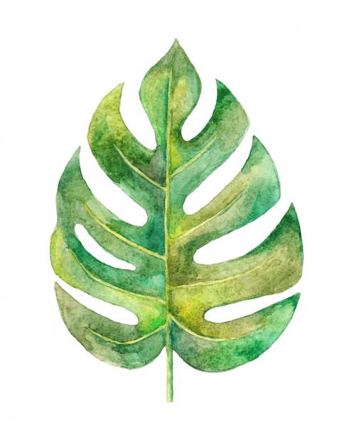 Aquarelle monstera feuille illustration peinte à la main