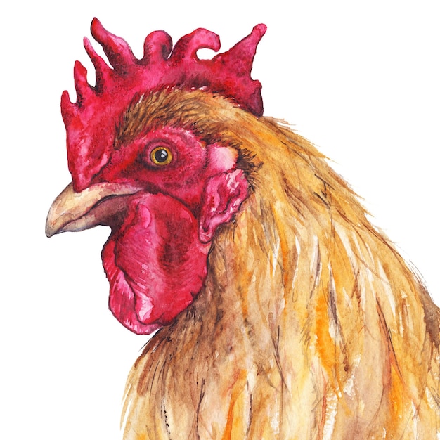 Aquarelle oiseau coq coq horoscope chinois 2017 nouvel an isolé