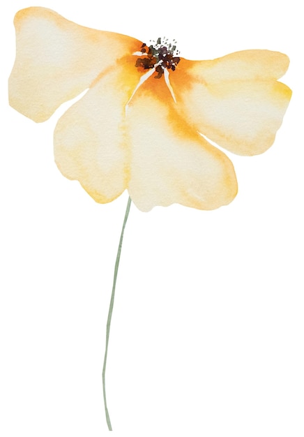 Aquarelle orange fleur sauvage illustration isolée élément floral de mariage et de salutation