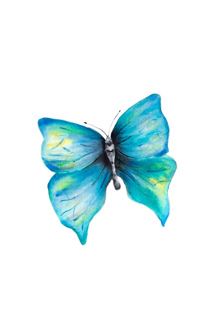 Aquarelle papillon bleu dessiné à la main