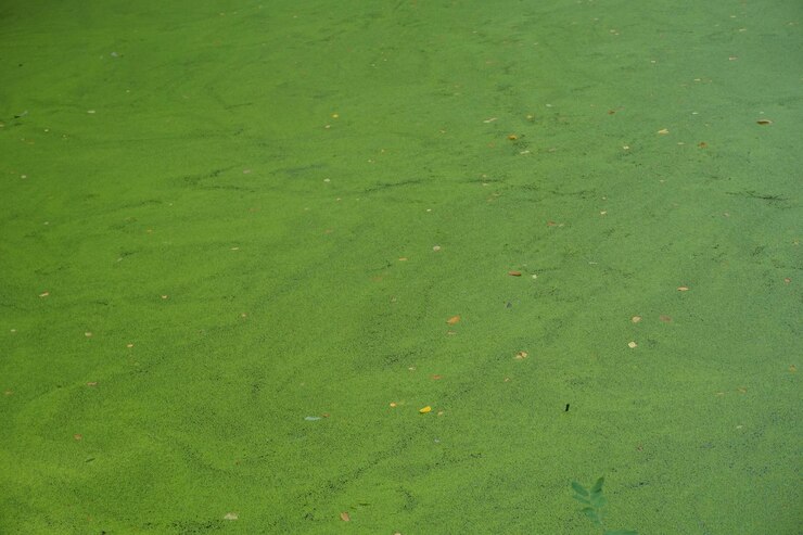 aquarelle peinte en vert