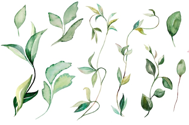 Aquarelle plantes rampantes et feuilles Illustrations