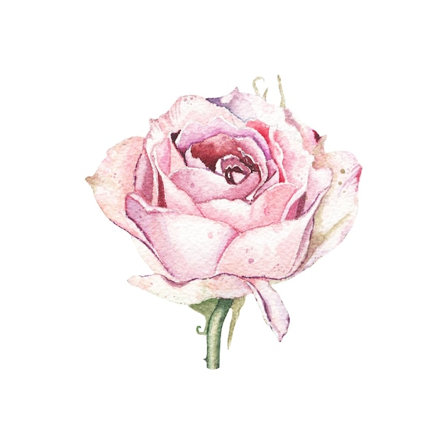 Photo aquarelle rose rose fleur plante herbe printemps flore isolé