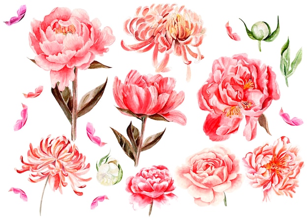 Aquarelle sertie de pivoine Illustration