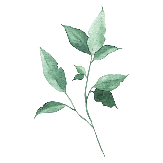 Aquarelle verdure floral feuille plante forêt herbe printemps flore isolé