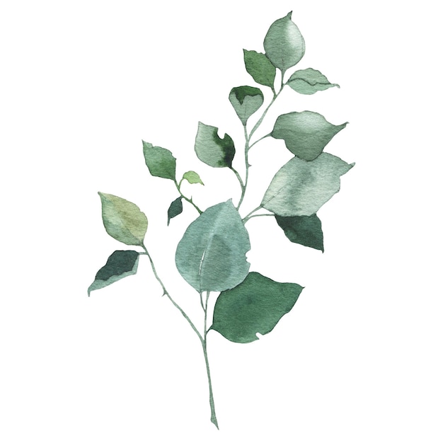 Aquarelle verdure floral feuille plante forêt herbe printemps flore isolé