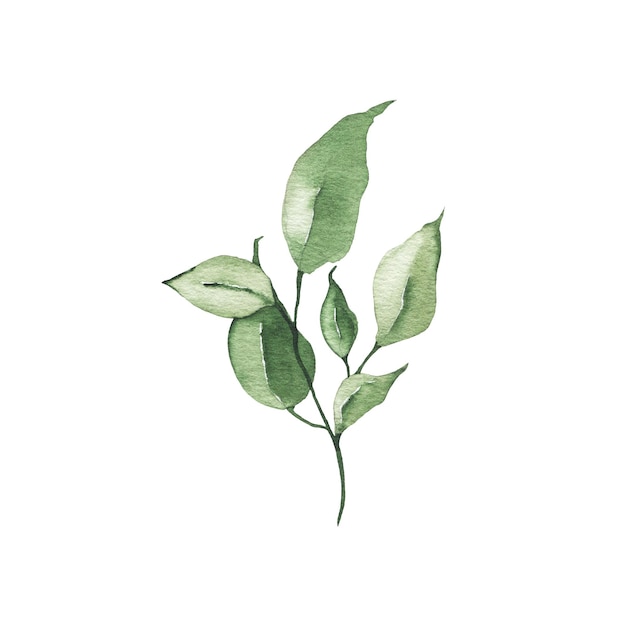 Aquarelle verdure tropicale floral feuille plante forêt herbe printemps