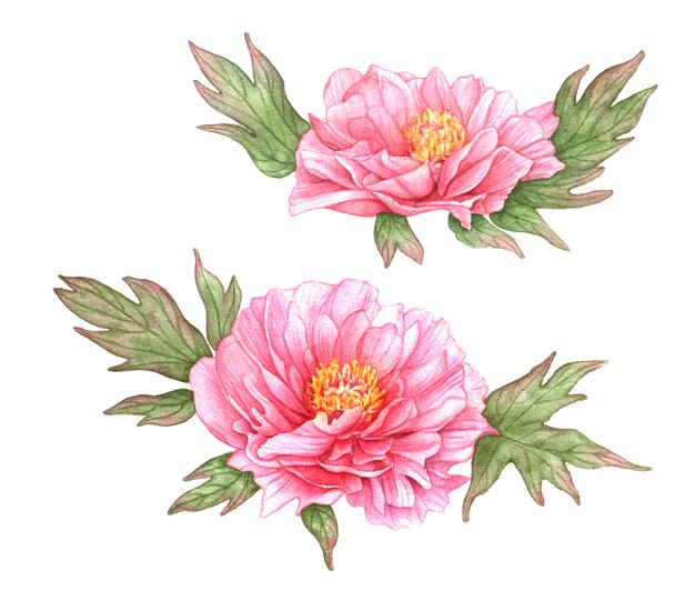 Aquarelles pivoines roses avec des feuilles.