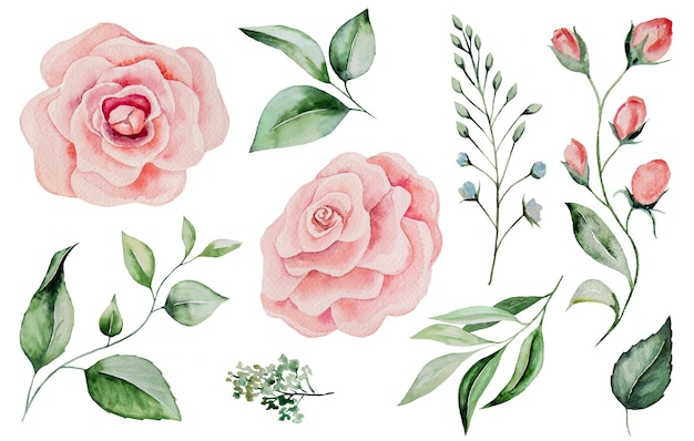 Aquarelles roses roses et feuilles vertes Illustrations isolées