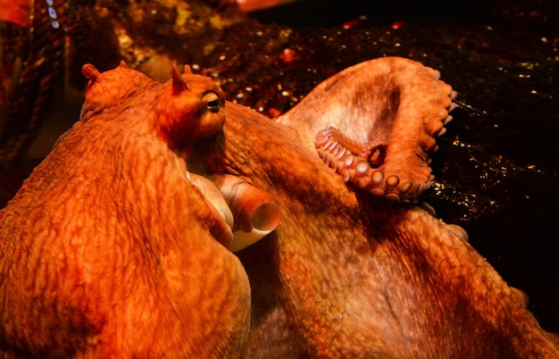 Aquarium aquatique aquarium aquatique Octopus