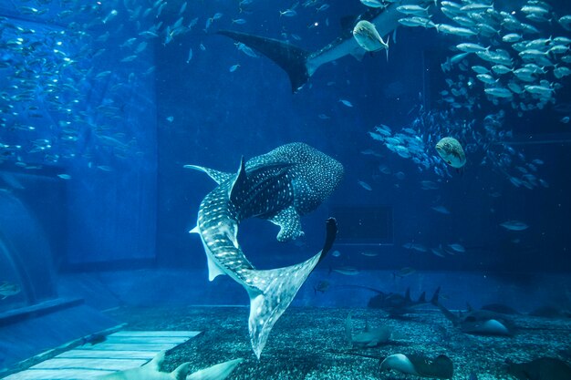 L'aquarium Churaumi de la baleine requin est situé à Okinawa.