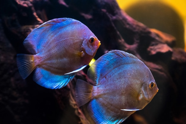 Aquarium d'eau douce tropicale avec de beaux poissons colorés sous l'eau.