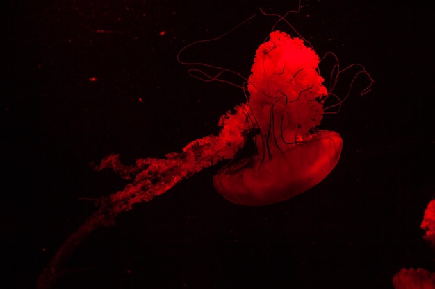 Aquarium de méduses transparentes brillantes à lumière rouge
