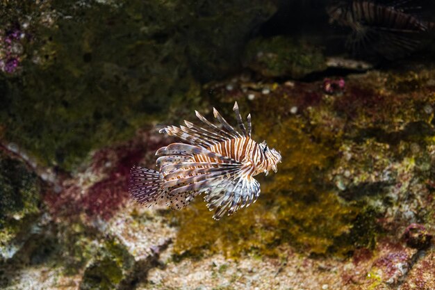 L'Aquarium de Naples Anton Dorn est le plus ancien aquarium de toute l'Italie La rascasse volante rouge est un poisson de la famille des scorpions