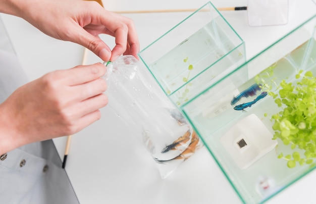 Aquarium pour animal de compagnie et passe-temps à la maison. Attraper du poisson dans un nouveau bol.