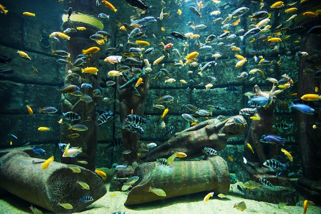 Aquarium sous-marin