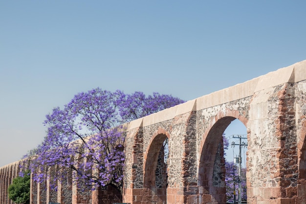 Aqueduc de Queretaro Mexique avec jacaranda et fleurs violettes