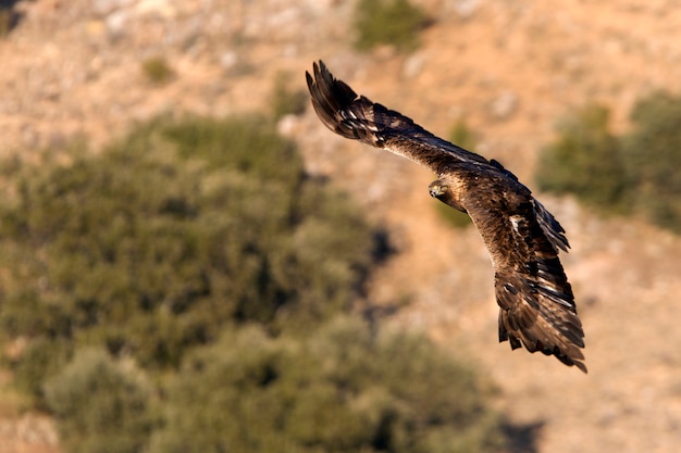 Aquila chrysaetos. Aigle en or