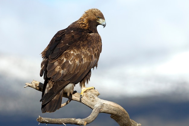 Aquila chrysaetos