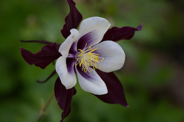 aquilegia ou aquilegia est un genre de plantes vivaces herbacées de la famille des renoncules en gros plan