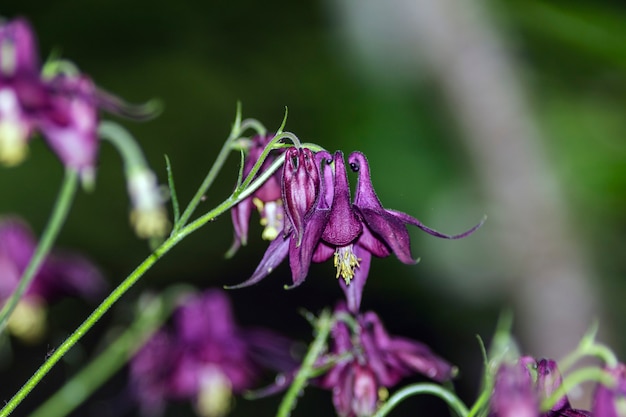 Aquilegia atrata, communément appelée ancolie noire, est une plante appartenant à la famille des Ranunculaceae, répandue sur les chaînes de montagnes des Alpes et des Apennins