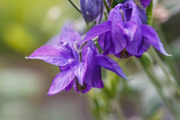 Aquilegia (colombine) fleur pourpre sur un arrière-plan flou vert.