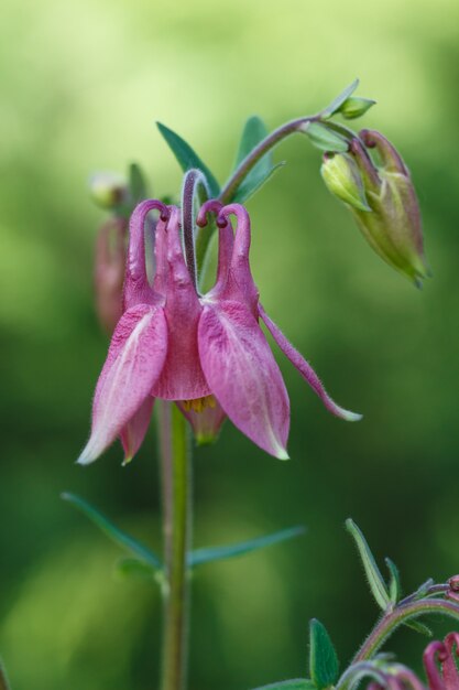 Aquilegia rose (colombine) fleur sur un arrière-plan flou vert