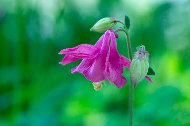 Aquilegia rose fleurit dans la nature dans le jardin à la fin du printemps et au début de l'été