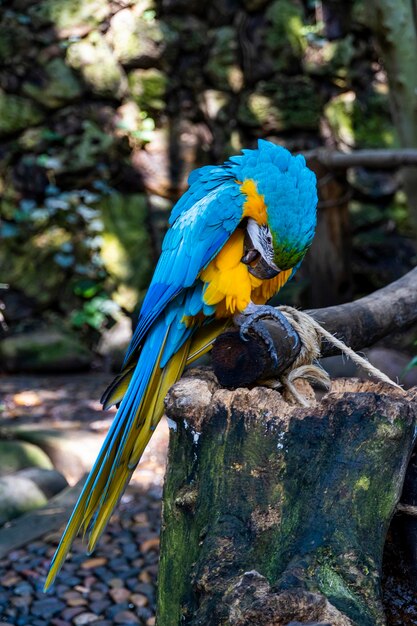 Ara ararauna coloré de plumes d'oiseau ara écarlate avec des nuances rouge jaune orange et bleu nature exotique fond et texture