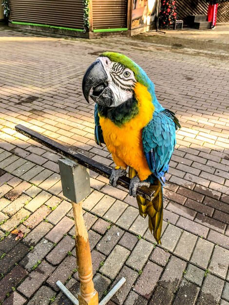 Ara ararauna. Portrait de perroquet ara bleu-jaune. Perroquet ara macaw