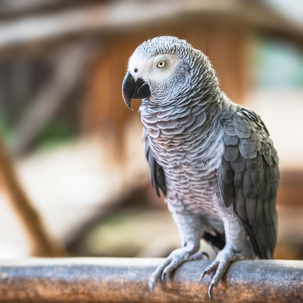 Ara bébé oiseau