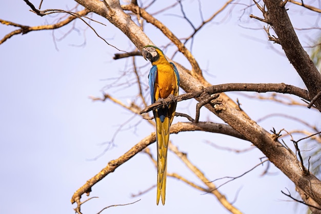 Ara bleu et jaune adulte de l'espèce Ara ararauna